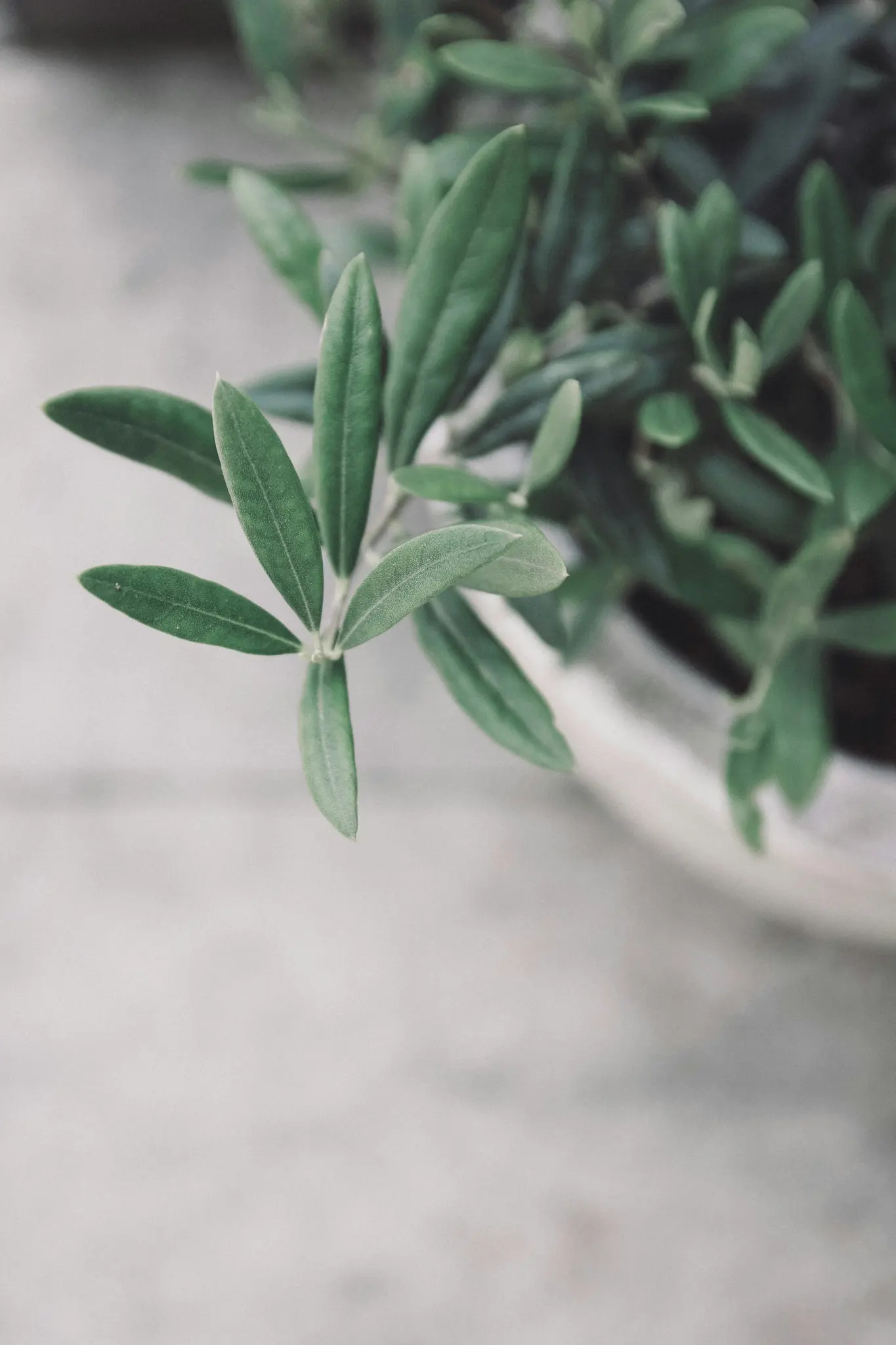 A close-up, top-down view of a plant with elongated green leaves, possibly an olive tree, against a blurred light grey…