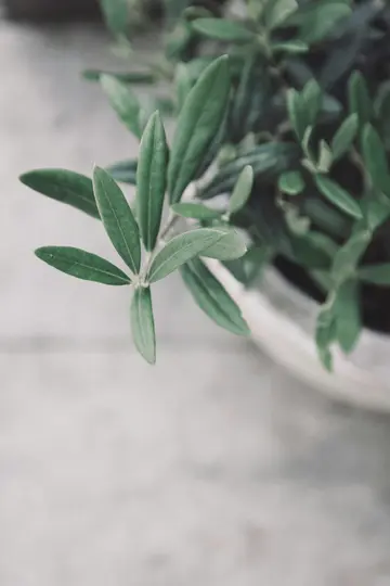 A close-up, top-down view of a plant with elongated green leaves, possibly an olive tree, against a blurred light grey…