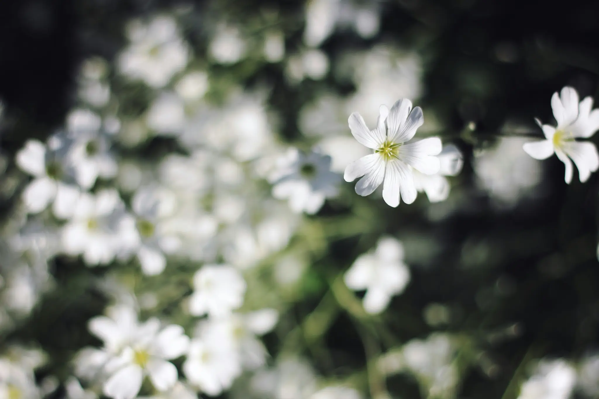 A close-up shot of small white flowers with green centers, one in sharp focus against a soft, blurred background.
