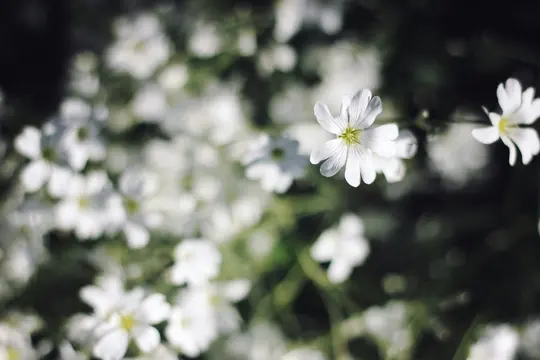 A close-up shot of small white flowers with green centers, one in sharp focus against a soft, blurred background.