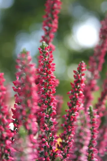 Et nærbillede af levende pink lyngblomster på grønne stilke med en blød, ude af fokus grøn baggrund.