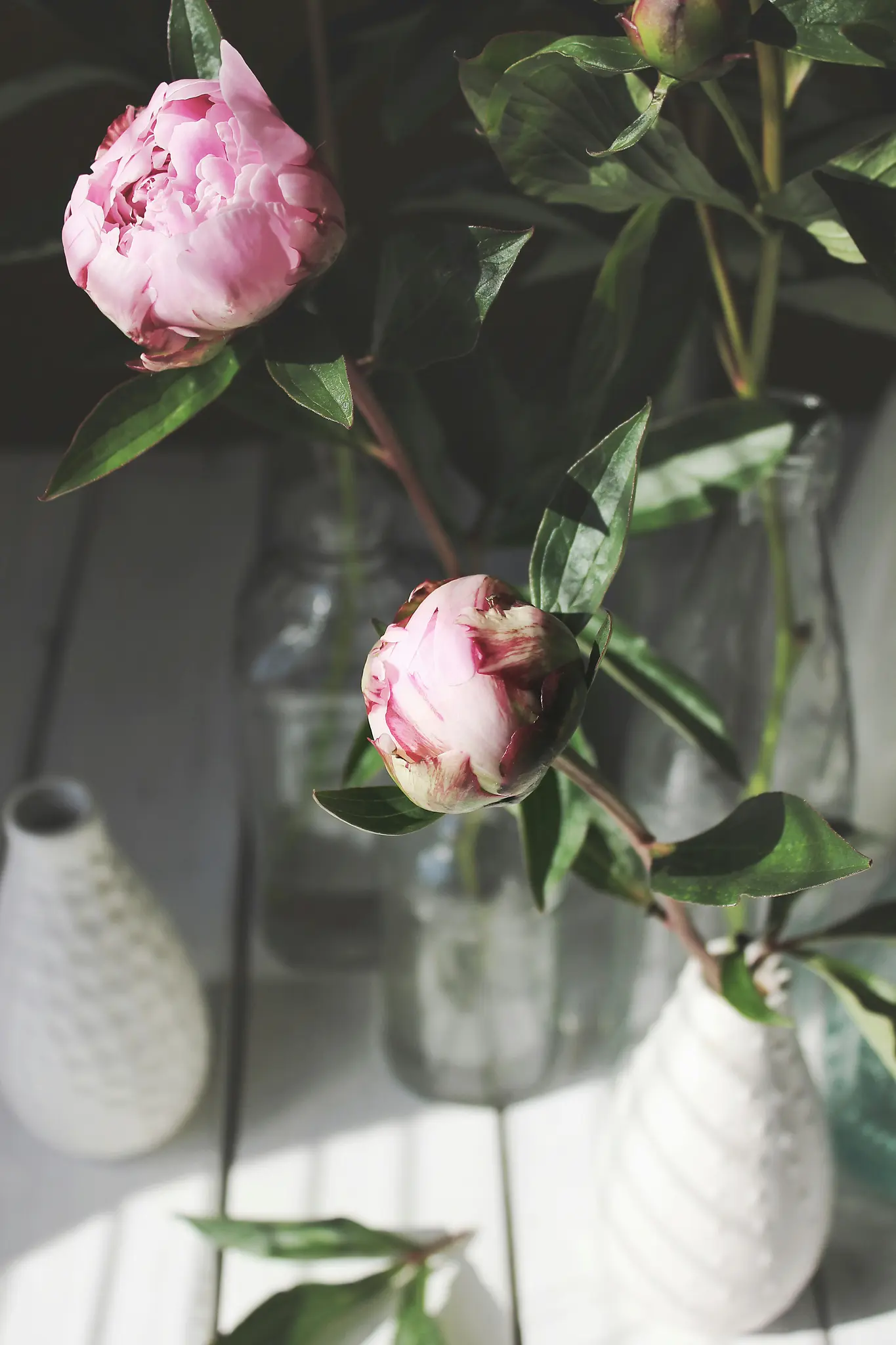 A close-up photo of two pink peonies, one blooming and one a bud, with green leaves in glass bottles and white vases on a…