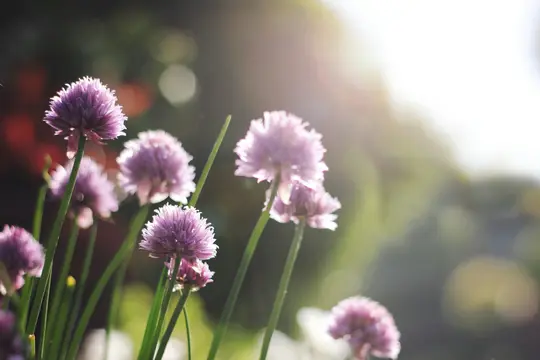 Et nærbillede af flere lilla purløgsblomster med lange grønne stilke, badet i varmt, klart sollys fra øverste højre.