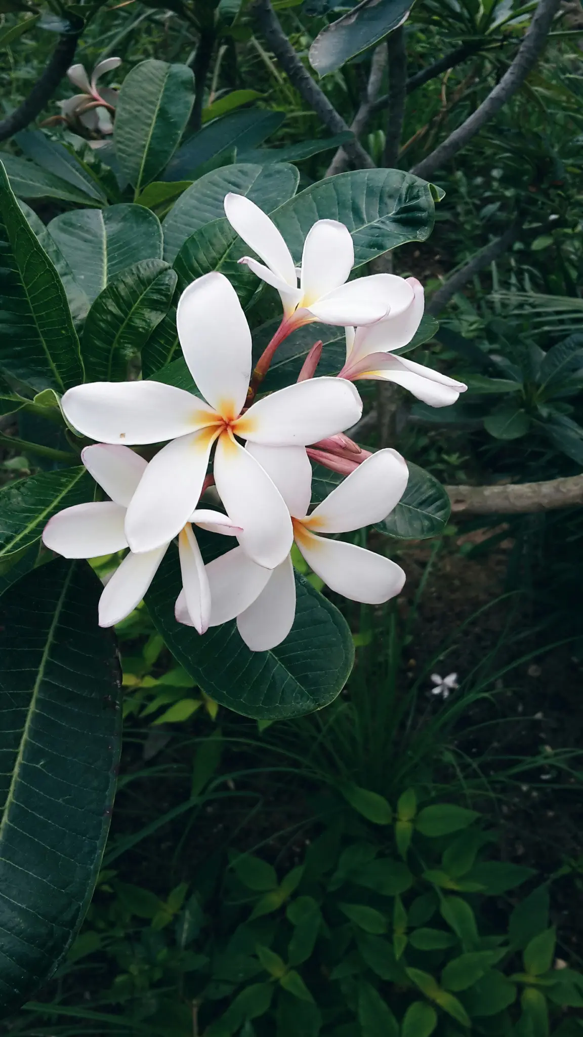 Et lodret nærbillede af hvide Plumeria-blomster med gule centre, omgivet af mørkegrønne blade og grene.