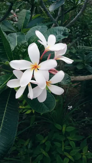 Et lodret nærbillede af hvide Plumeria-blomster med gule centre, omgivet af mørkegrønne blade og grene.