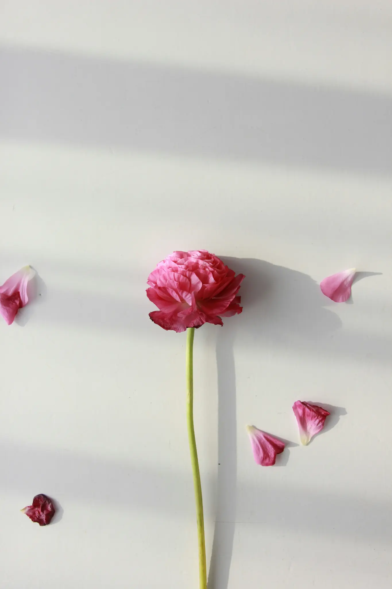 A vibrant pink ranunculus flower with a long green stem stands upright against a white background, with several pink petals…