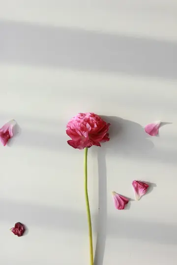 A vibrant pink ranunculus flower with a long green stem stands upright against a white background, with several pink petals…