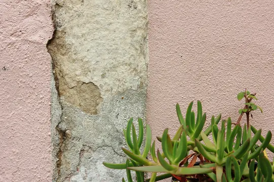 A close-up photo showing a rough pink wall on the left, a crumbling stone column in the middle, and green succulents on the…