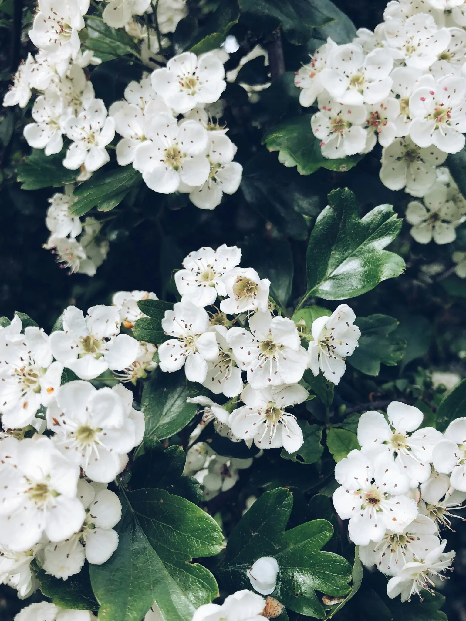 A detailed close-up shot of numerous small white flowers with yellow centers, clustered among dark green leaves on a bush.