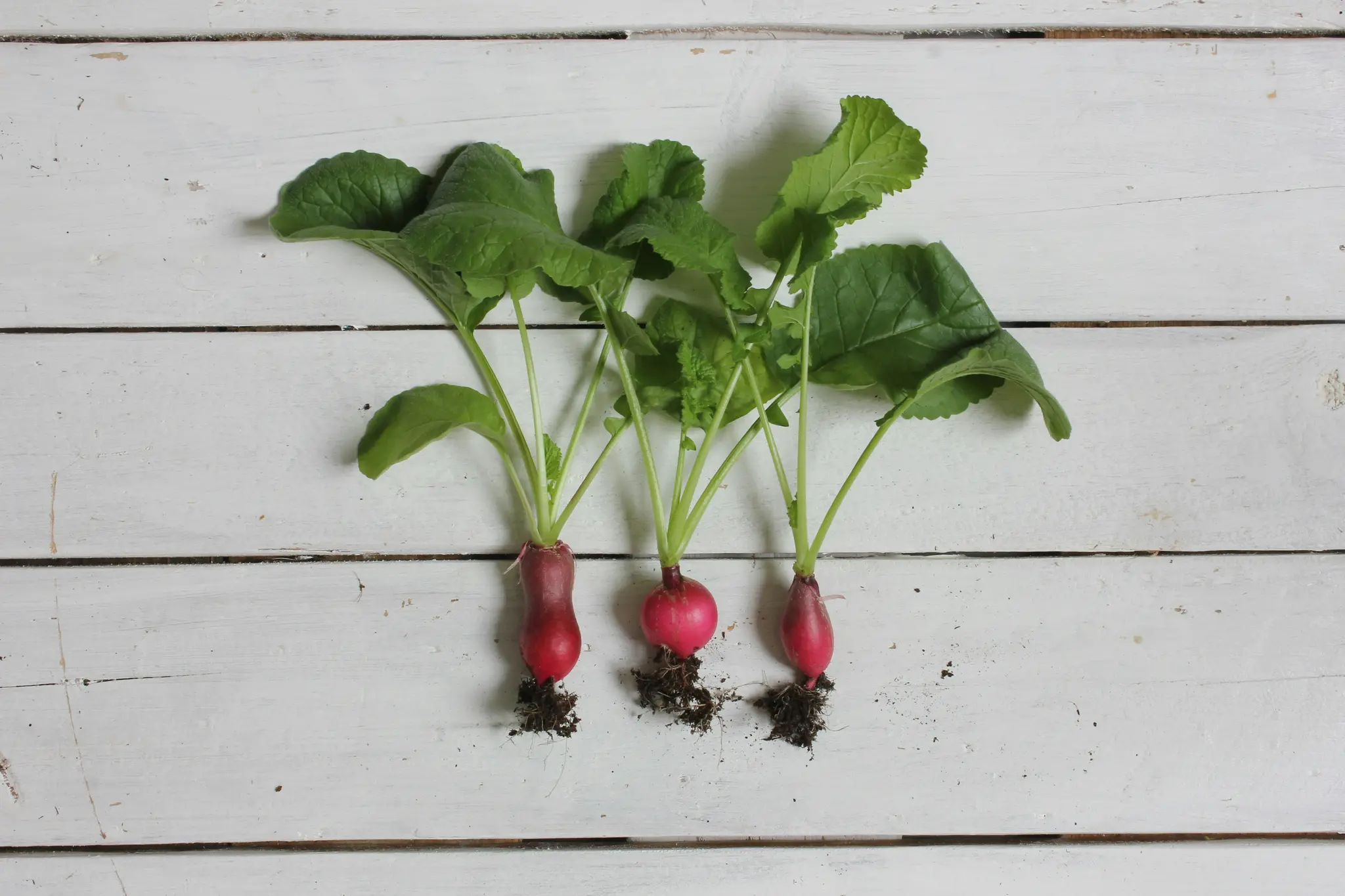 Three freshly pulled radishes with vibrant green leaves and small clumps of dark soil on their roots lie on a white wooden…