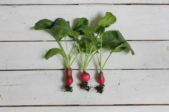Three freshly pulled radishes with vibrant green leaves and small clumps of dark soil on their roots lie on a white wooden…