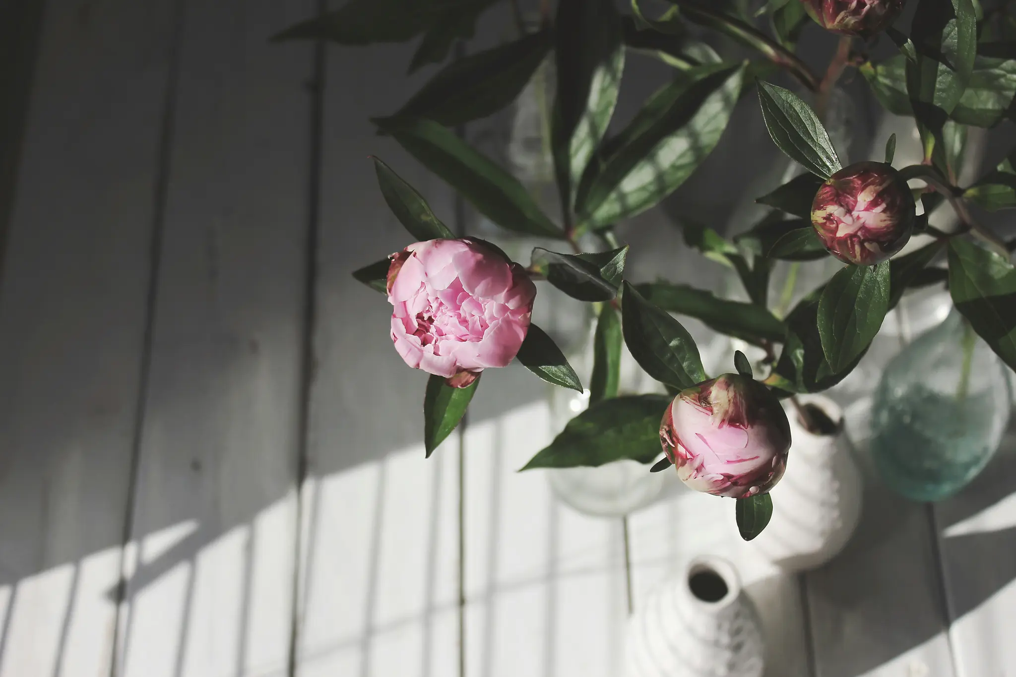 Et ovenfra-billede af lyserøde pæonblomster og knopper med grønne blade, arrangeret i forskellige vaser på en hvid
