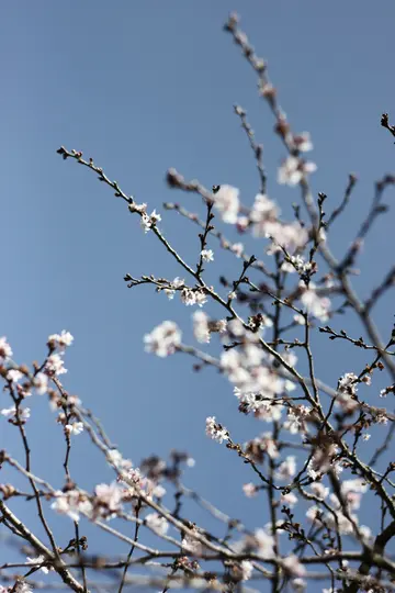 Nærbillede af sarte, hvide og lyserøde kirsebærblomster på bare trægrene, mod en klar, lys blå himmel.