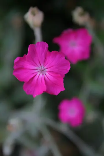 Et nærbillede af en lys fuchsia blomst med fem tydelige kronblade, centreret og i skarpt fokus. Baggrunden er blød…