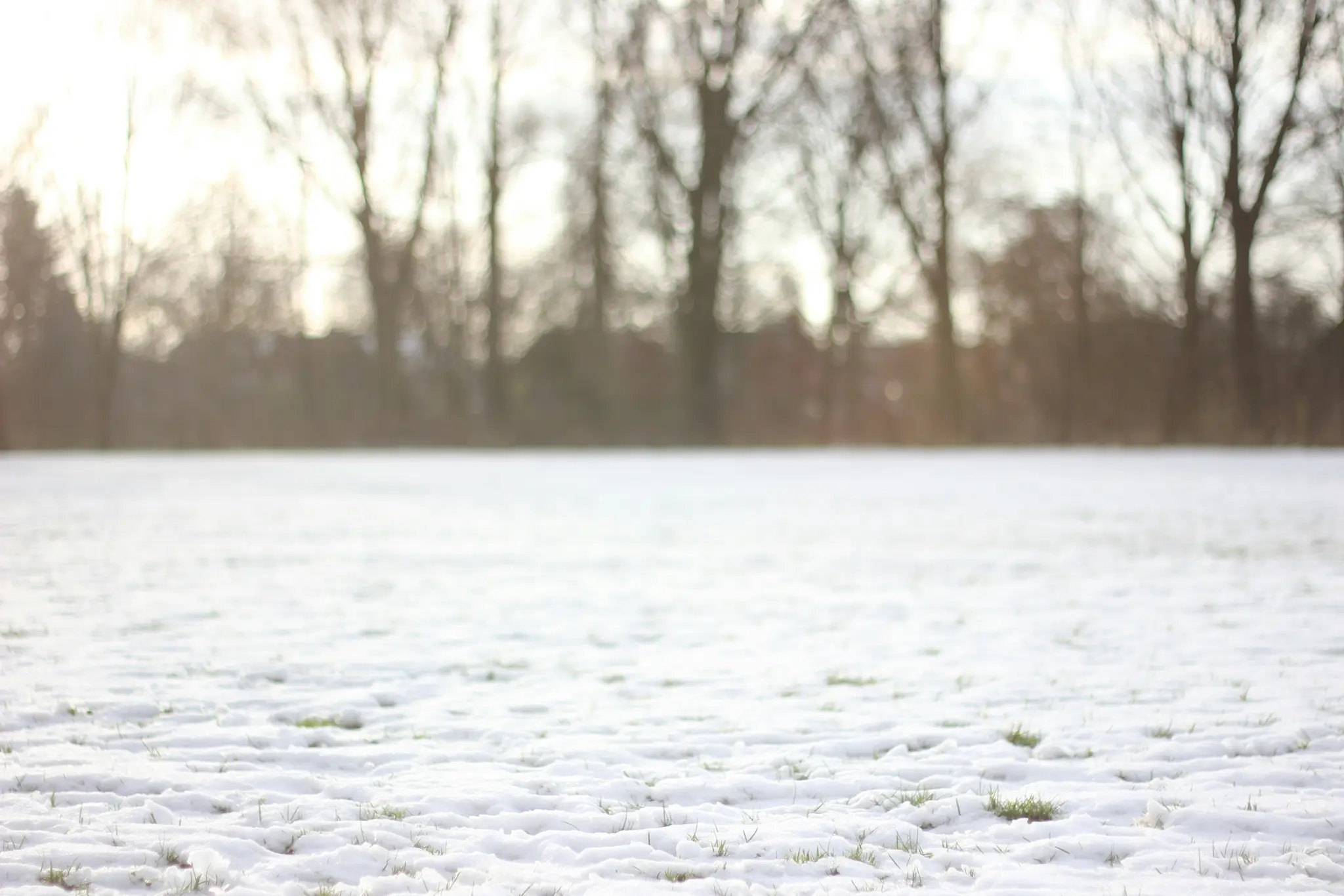 A wide shot of a field covered in a thin layer of snow, with patches of green grass visible. Bare trees are blurred in the…