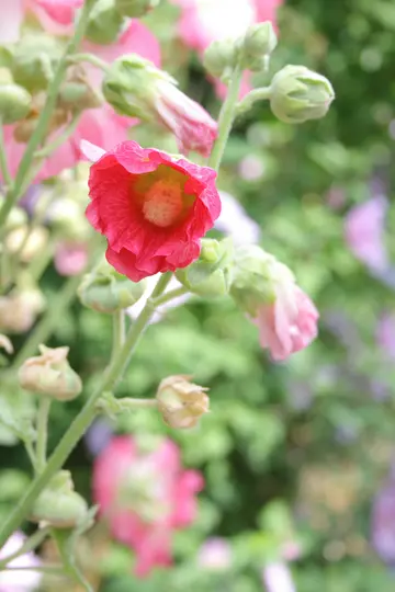 Et lodret nærbillede af en lyserød stokroseblomst med en gul midte, omgivet af grønne stilke og knopper.