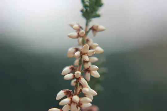Et makrofotografi viser en lodret stilk dækket af mange små, tætsluttende hvide blomsterknopper mod en blød, sløret baggrund.