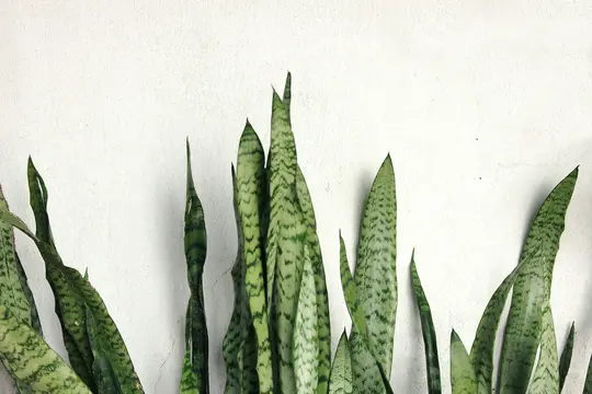 Nærbillede af flere høje, opretstående sansevieria-blade med grønne og lysegrønne mønstre mod…