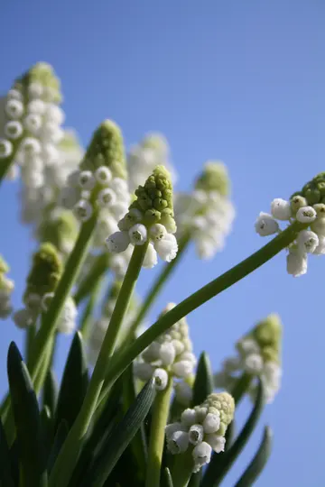 Et nærbillede, lavvinklet billede af hvide muscari-blomster med grønne stilke, der rækker opad mod en klar blå himmel.