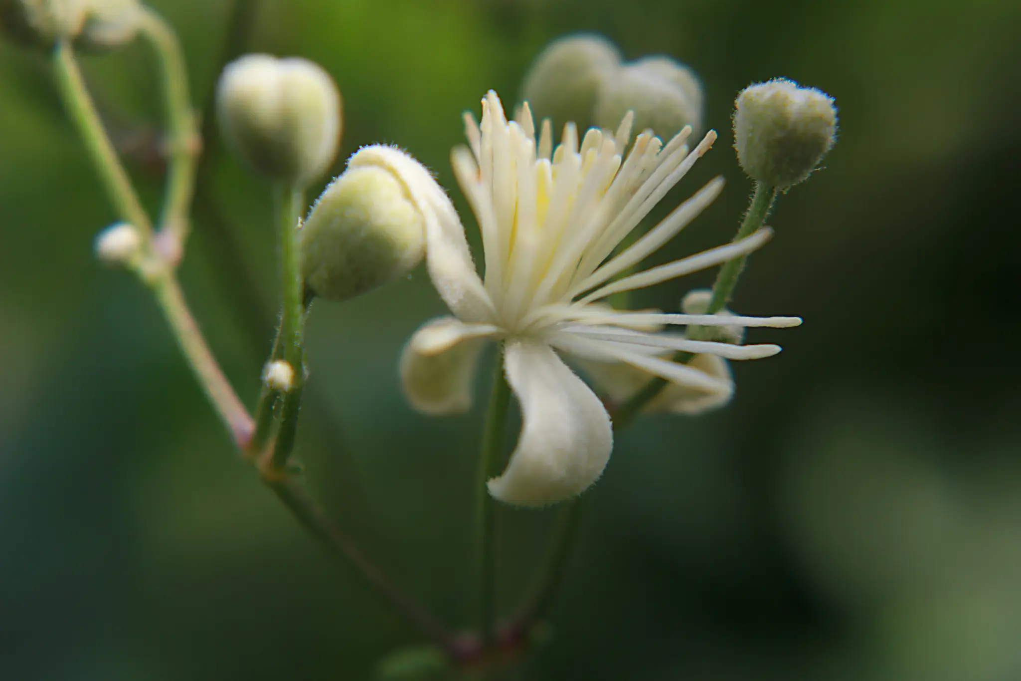 A macro photograph shows a delicate white flower with numerous thin petals and a yellow center, surrounded by several green…