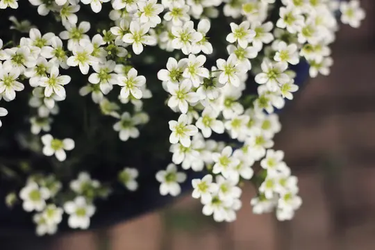 En nærbillede, top-down visning af talrige små hvide blomster med lyse gulgrønne centre, tæt pakket sammen. Baggrunden er…