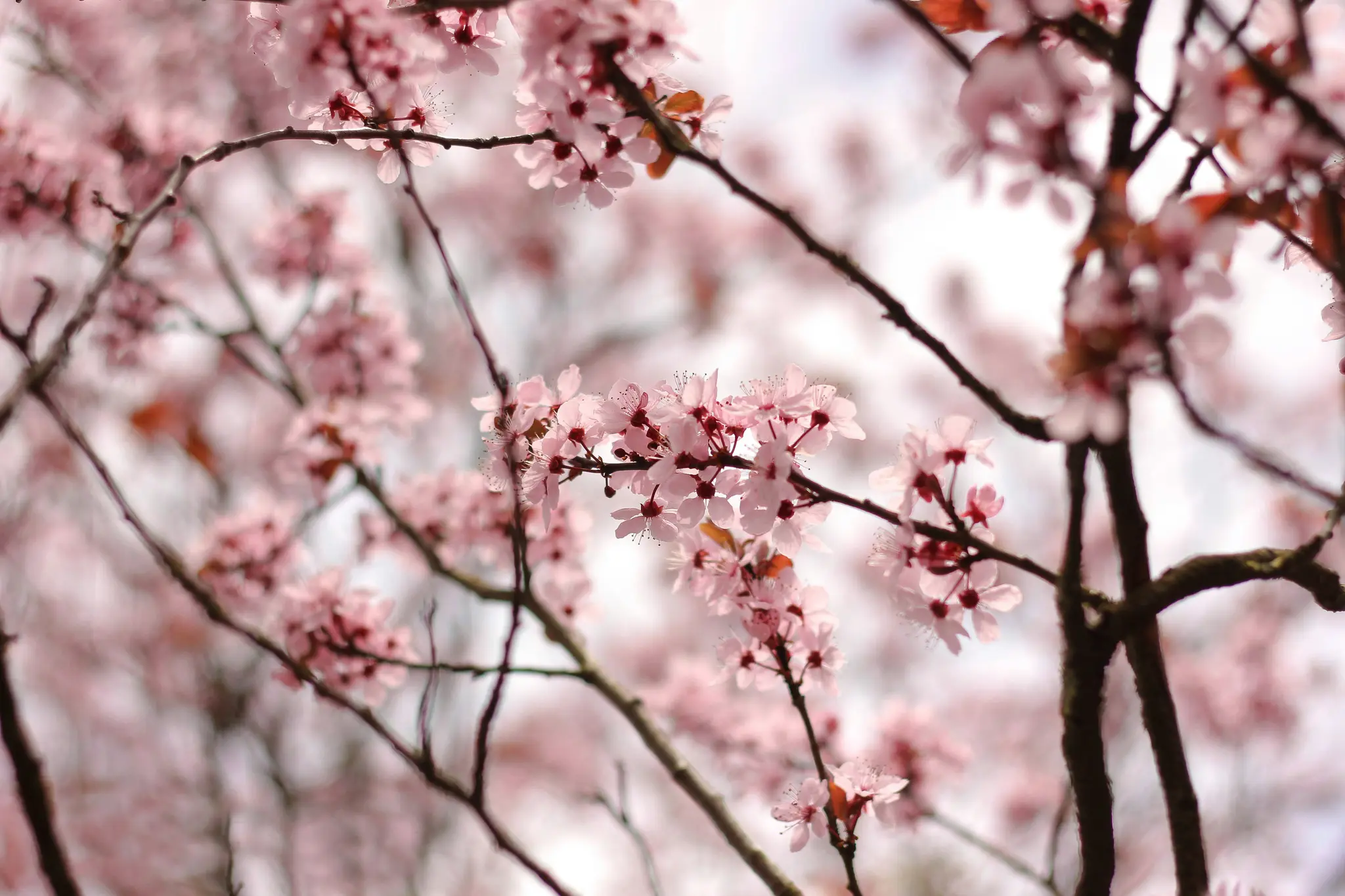 Et nærbillede af talrige lyserøde kirsebærblomster med mørkerøde centre på brune grene, mod en blød…