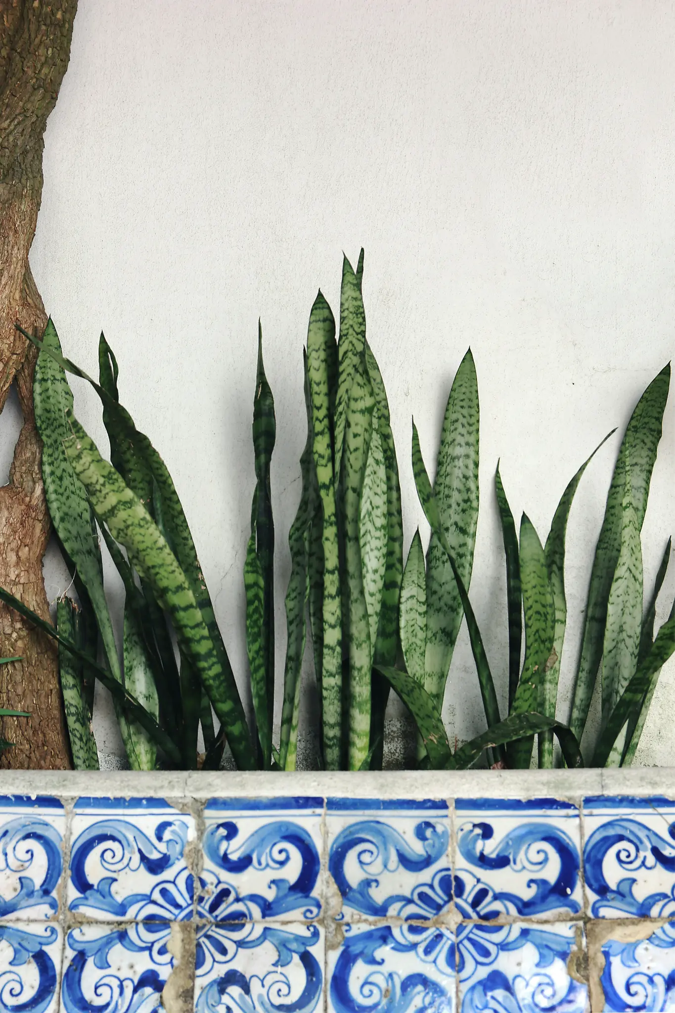 A vertical shot of snake plants with variegated green leaves growing behind a wall adorned with blue and white patterned…