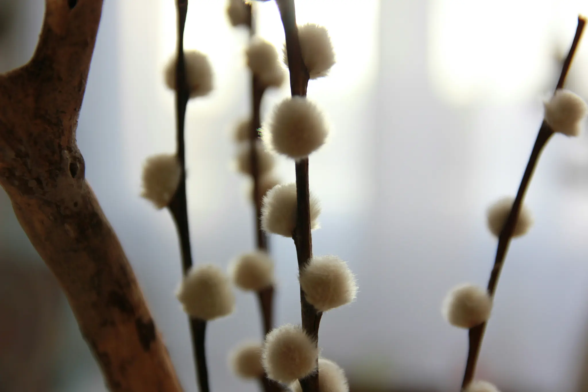 A close-up shot of several pussy willow branches with soft, white, fluffy catkins. A blurred, bright background is visible.