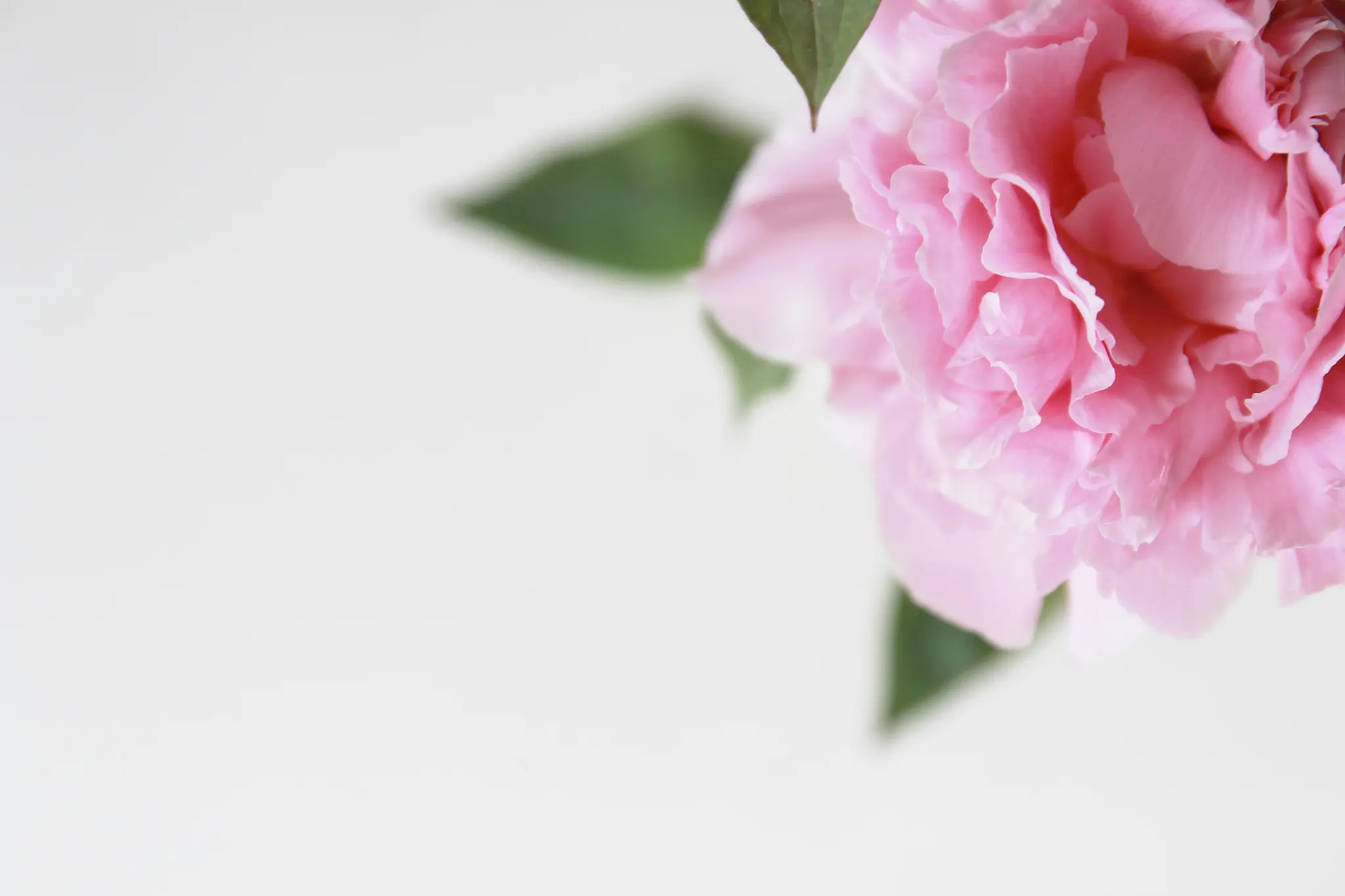 En blød pink pæonblomst med flæsede kronblade og slørede grønne blade ses i øverste højre hjørne mod en hvid baggrund.