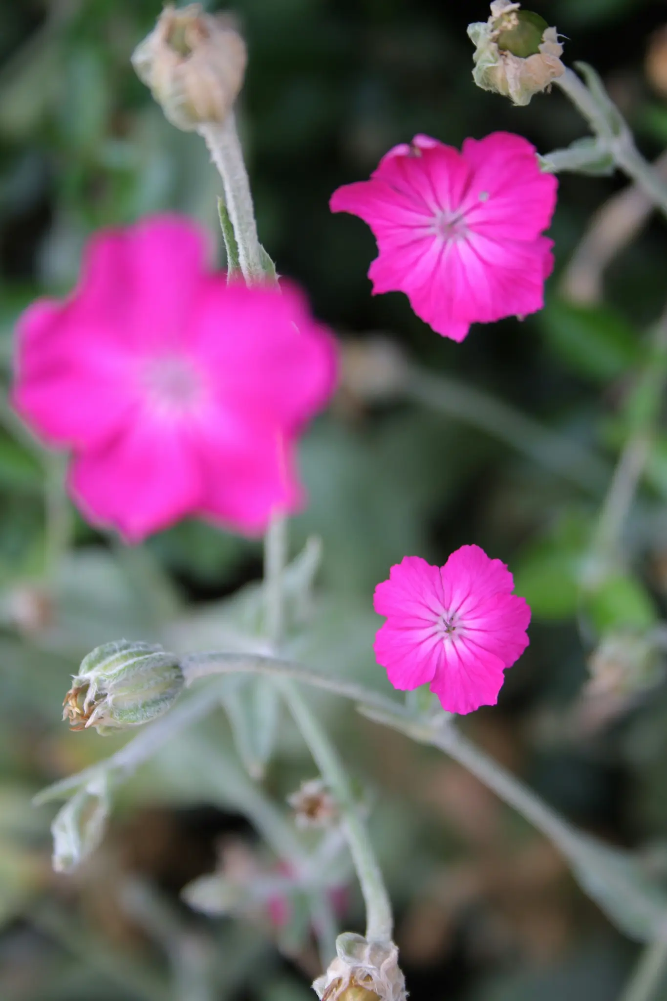 Et nærbillede af tre levende, pink blomster med fem kronblade hver, omgivet af flere grønne blomsterknopper og stilke.