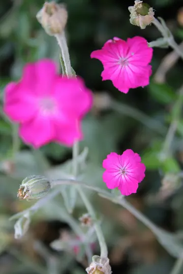 Et nærbillede af tre levende, pink blomster med fem kronblade hver, omgivet af flere grønne blomsterknopper og stilke.