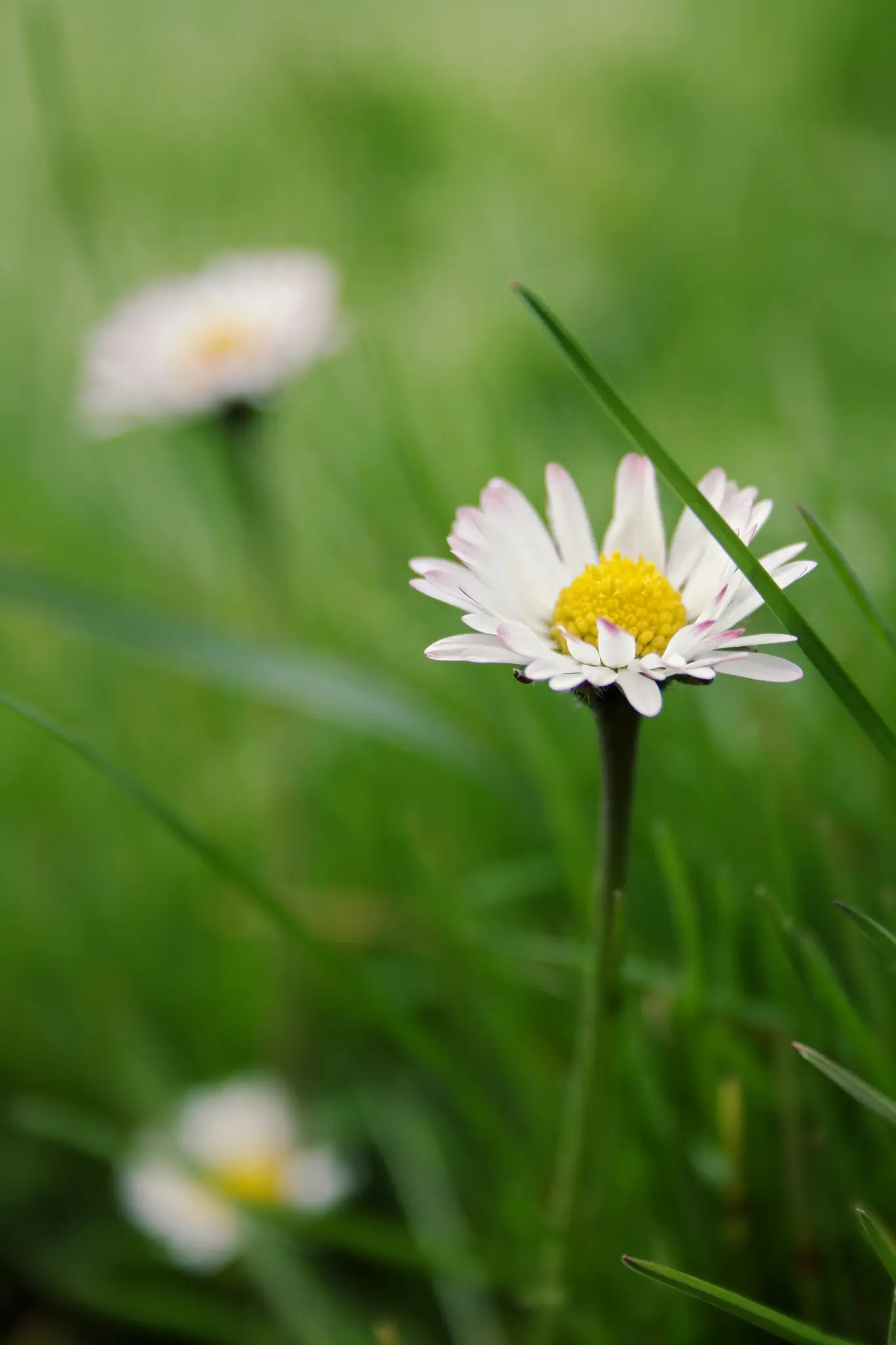 A white daisy with a bright yellow center stands prominently in sharp focus amidst lush green grass, with two blurred…