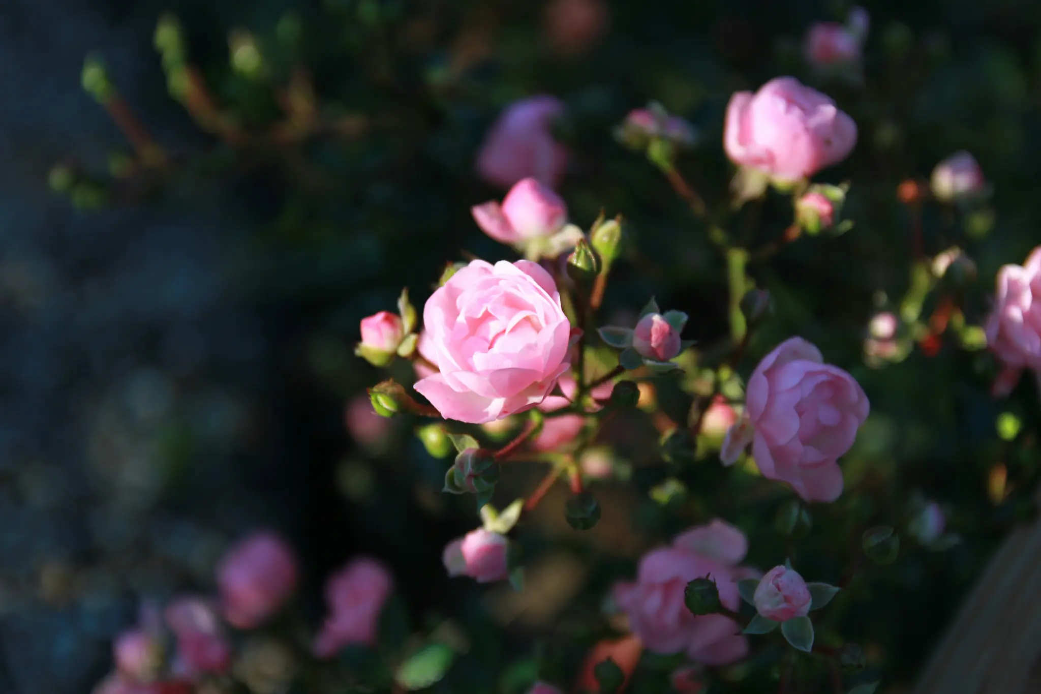 Et nærbillede af en klynge af små lyserøde roser og knopper, med en fuldt blomstret rose i skarpt fokus. Baggrunden…