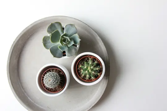 An overhead shot shows a round, light grey concrete tray holding three small potted plants on a white surface. One…