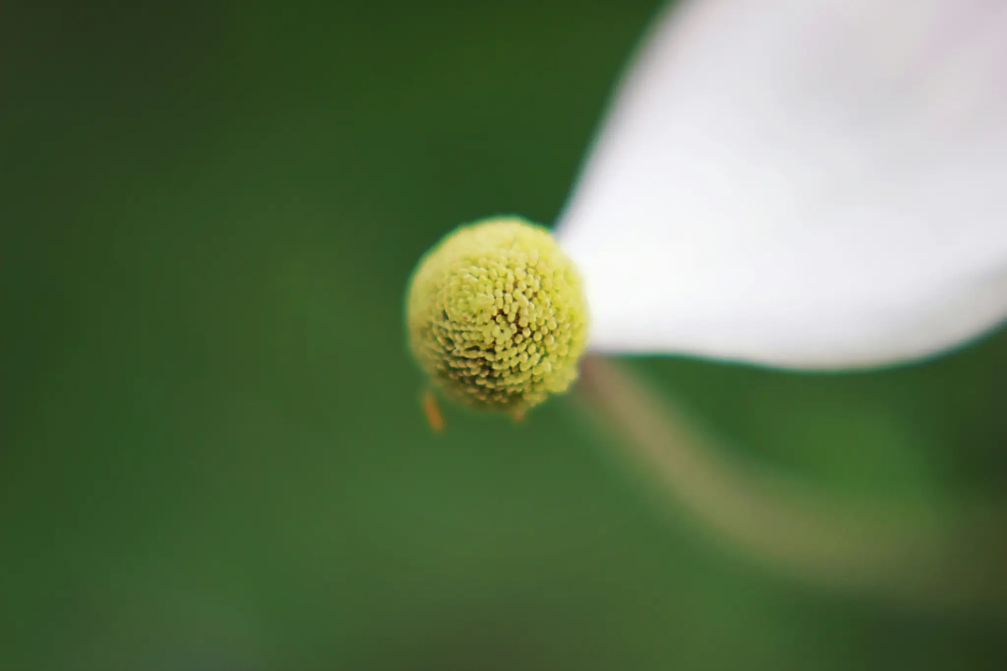 Et makrobillede fokuserer på den teksturerede gule midte af en hvid blomst, med slørede kronblade og grøn baggrund.
