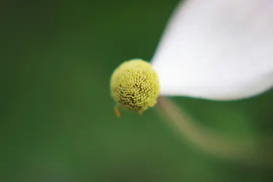 Et makrobillede fokuserer på den teksturerede gule midte af en hvid blomst, med slørede kronblade og grøn baggrund.