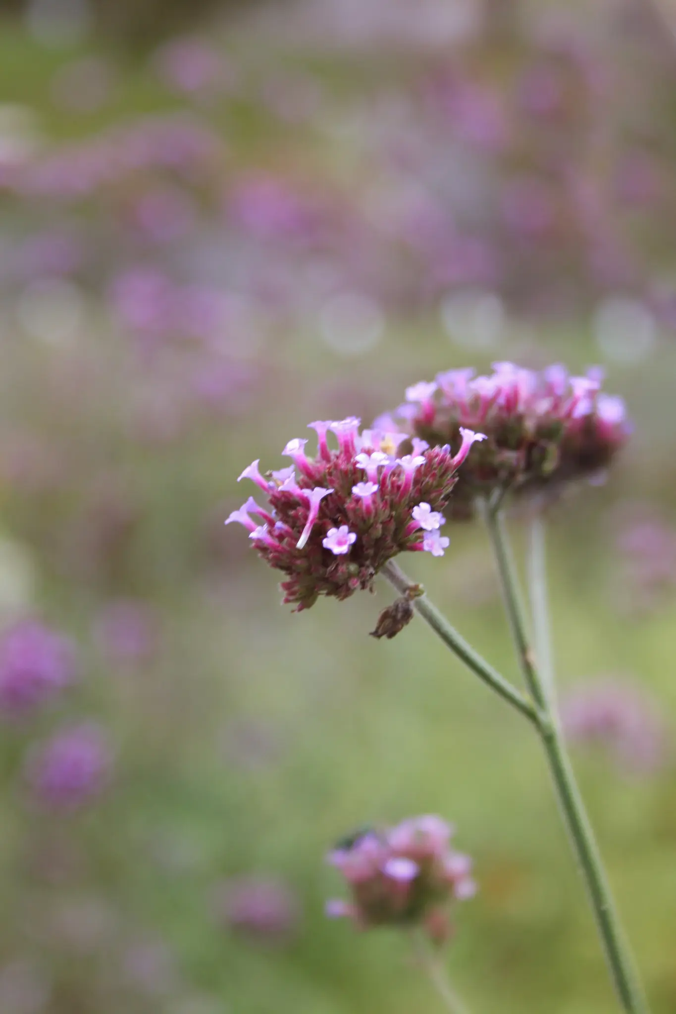 A close-up shot of two clusters of small purple flowers with green stems, set against a soft, out-of-focus background of…