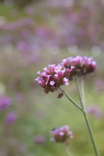 A close-up shot of two clusters of small purple flowers with green stems, set against a soft, out-of-focus background of…