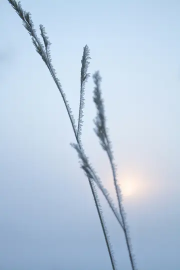 Close-up of several thin stalks of grass or reeds covered in white frost, set against a soft, light blue, hazy sky with a…