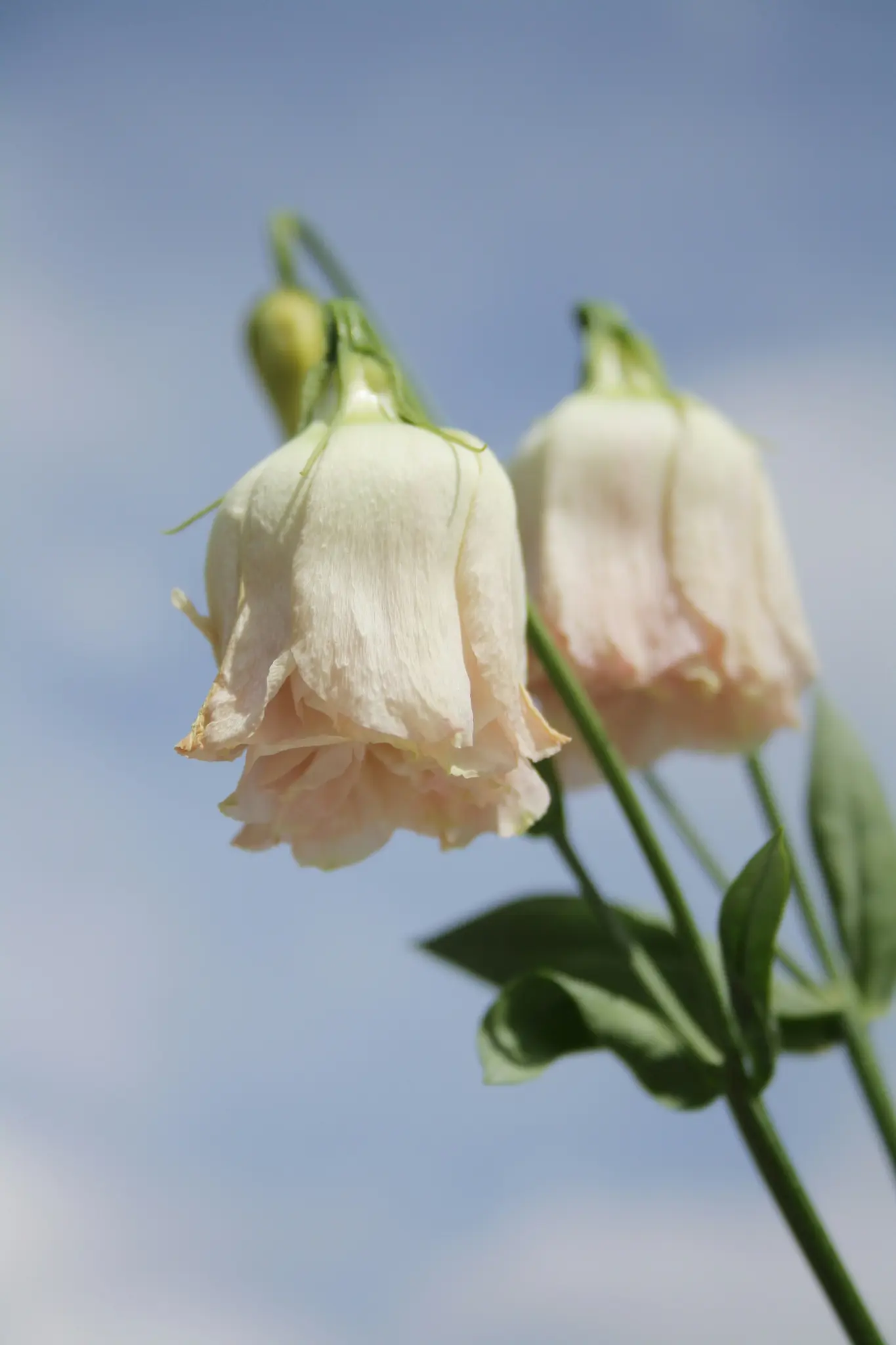 Et nærbillede af to lyserøde blomster med grønne stilke og blade, sat mod en blød blå himmel med svage skyer.