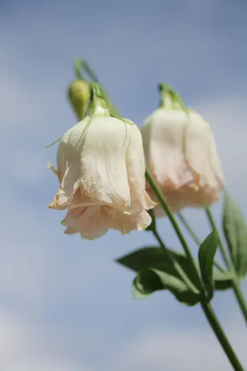 Et nærbillede af to lyserøde blomster med grønne stilke og blade, sat mod en blød blå himmel med svage skyer.