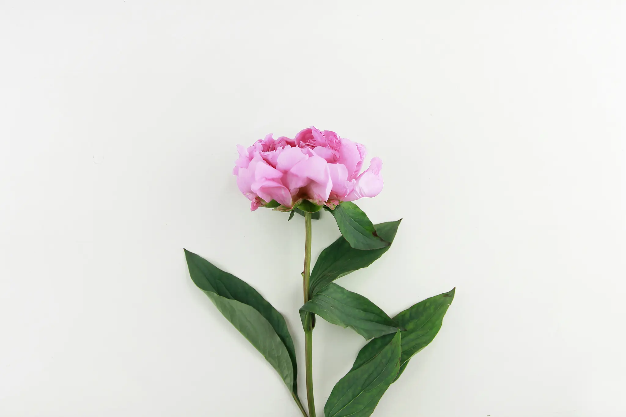 En levende, pink pæonblomst med grøn stilk og blade er placeret centralt på en blød, cremefarvet baggrund.
