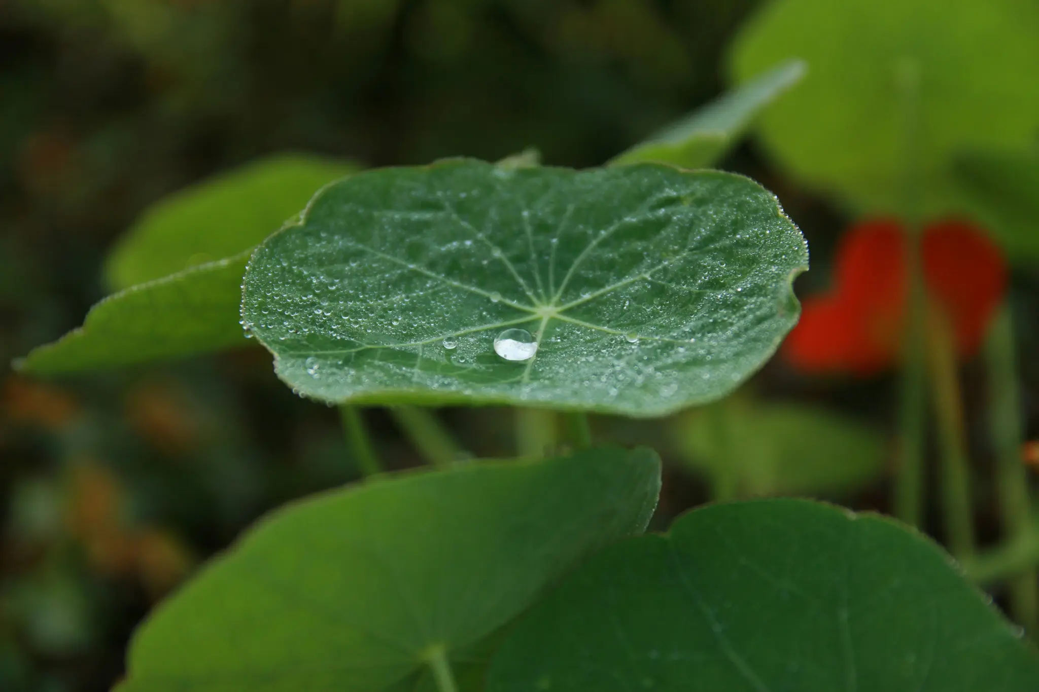 Et levende grønt blad, muligvis en k Nasturtium, er dækket af små vanddråber, med en fremtrædende, kugleformet dråbe på…