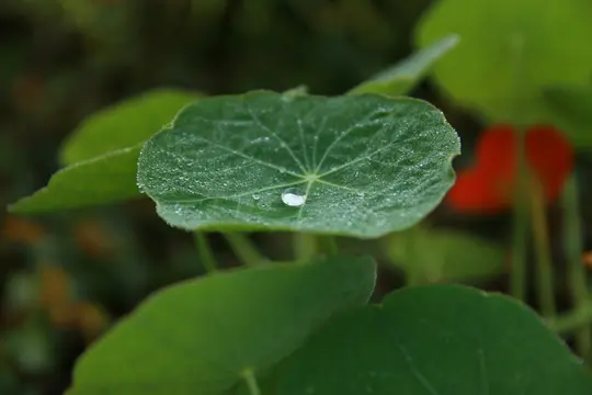 Et levende grønt blad, muligvis en k Nasturtium, er dækket af små vanddråber, med en fremtrædende, kugleformet dråbe på…