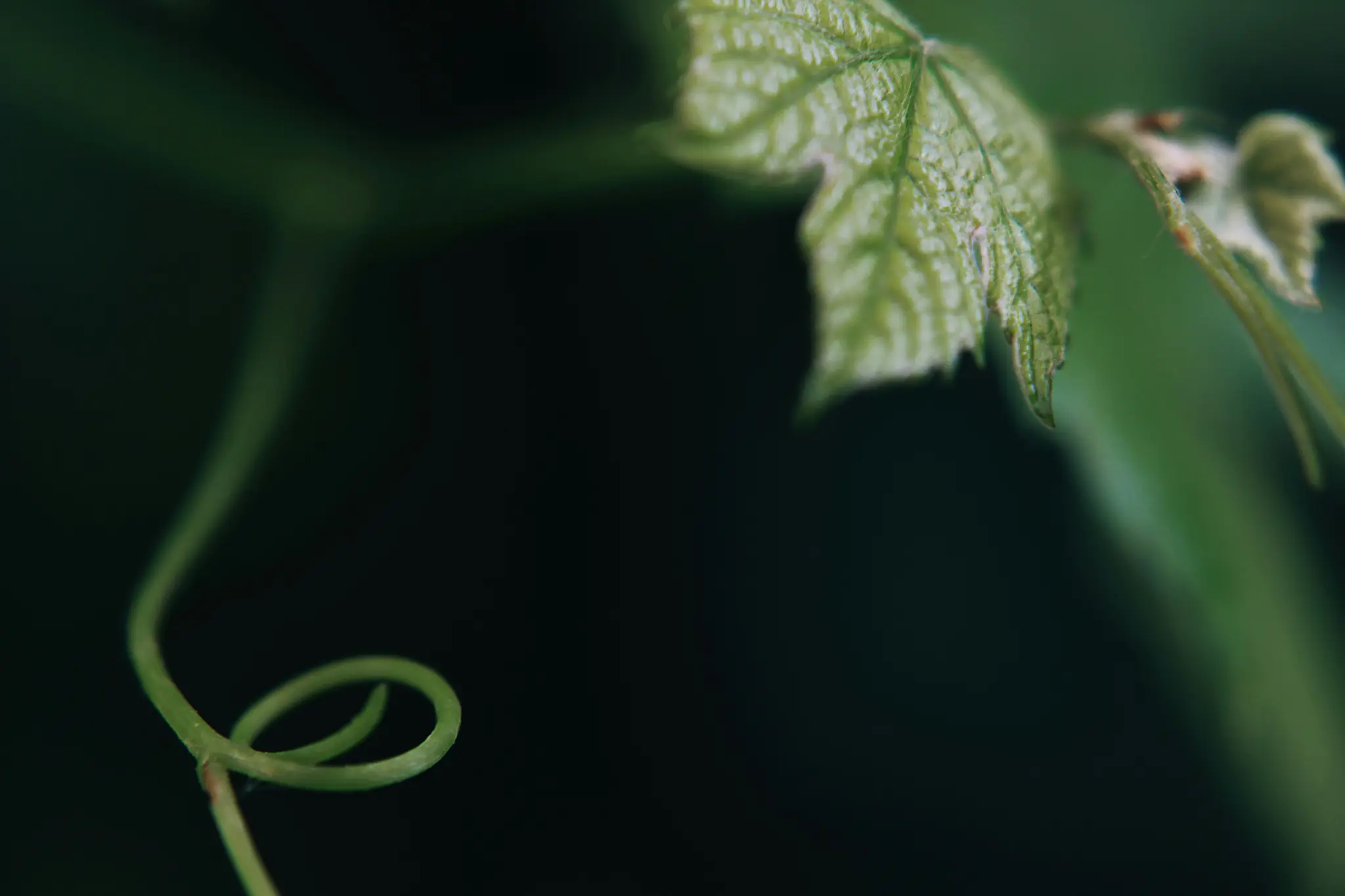 Et makrobillede af en levende grøn plantekrog snoet i en spiral, med et tekstureret grønt blad delvist synligt øverst.