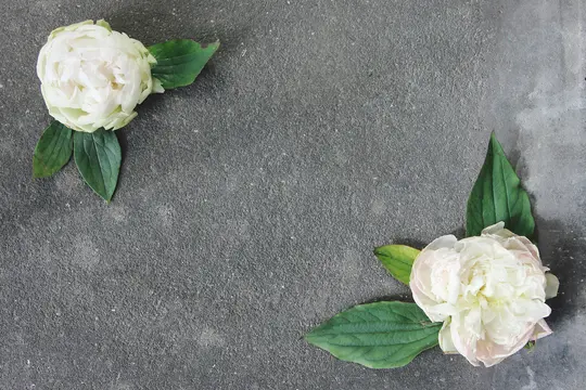 To hvide pæonblomster med grønne blade er placeret på en mørkegrå, ru overflade. En blomst er øverst til venstre…