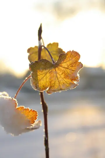 Et nærbillede af to gyldengule blade på en tynd brun gren, kantet med hvid frost og baggrundsbelyst af en klar, blød sol.