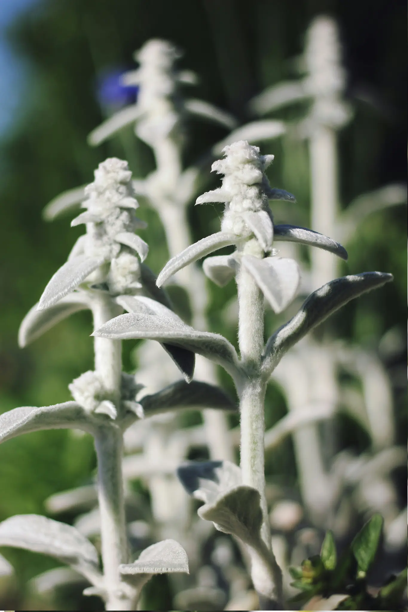 Et nærbillede af flere Lammeøreplanter, der viser deres bløde, dunede, sølvgrønne blade og spirende blomsteraks.