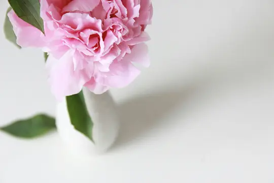 En blød, pink pæon med flæsede kronblade og grønne blade står i en lille hvid vase mod en klar hvid baggrund.