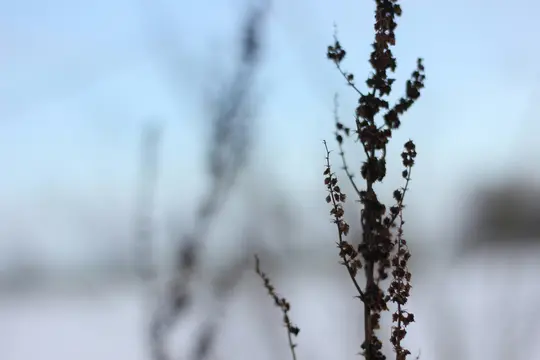 Et nærbillede af en tør brun plantestilk med små frøkapsler mod en blød, sløret baggrund af lyseblå og...